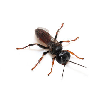 Tiphia femorata The Beetle Killer Wasp in Close-up, photo of insect isolated on white background, macro