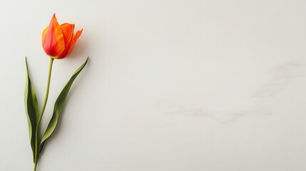 Bright tulip colors inspire design, Dynamic flower illustration adds energy to digital media content creation, Lively tulip image offers vibrant styling for banners campaigns and website headers