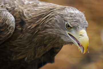 Fototapeta premium Portrait of a white‑tailed eagle outdoors, kept in captivity in a zoo. 
