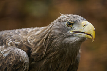 Obraz premium Portrait of a white‑tailed eagle outdoors, kept in captivity in a zoo. 