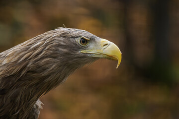 Obraz premium Portrait of a white‑tailed eagle outdoors, kept in captivity in a zoo. 