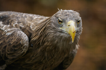 Portrait of a white‑tailed eagle outdoors, kept in captivity in a zoo.
