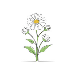 Fototapeta premium Delicate single line drawing of a daisy flower with buds. Elegant floral illustration on a white background. Springtime bloom, botanical outline.