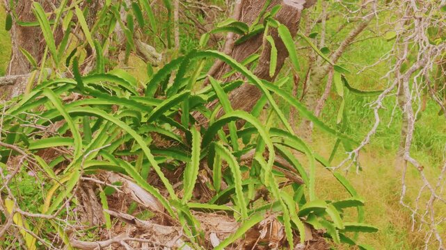 A close-up view of vibrant green, leafy dragon fruit cactus plants (Hylocereus undatus or pitaya) growing outdoors in a lush, natural garden setting. The image captures the texture and form of the cli