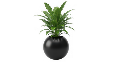 Green plant in black decorative vase isolated on transparent background