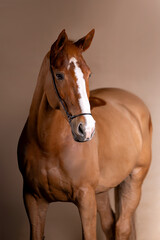 Beautiful red horse in the studio