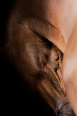 Beautiful red horse in the studio