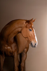 Beautiful red horse in the studio