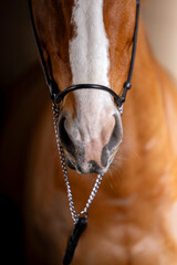 Beautiful red horse in the studio