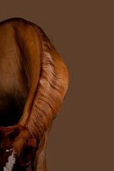 Beautiful red horse in the studio