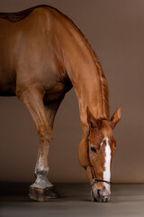 Beautiful red horse in the studio