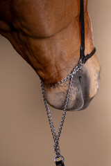 Beautiful red horse in the studio