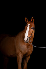 Beautiful red horse in the studio