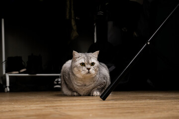 A fluffy British Shorthair cat sits on a wooden floor in a dimly lit room © BETTLE prod