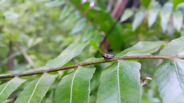 Froghopper (European alder spittle bug) resting on a fern leaf. 4k footage. Perfect for documentaries about tropical rainforests and World Nature Conservation Day on July 28th. Aphrophora alni