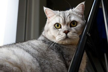 Close-up portrait of a fluffy silver tabby cat with striking green eyes looking intently