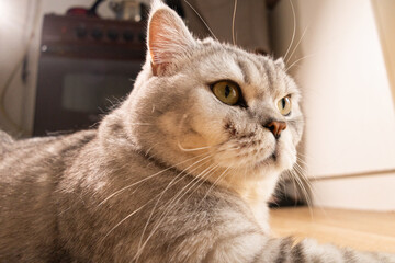 Close-up portrait of a fluffy silver tabby cat with striking green eyes looking intently