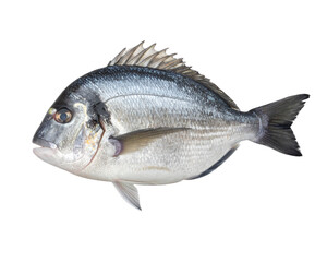 Obraz premium Fresh fish raw whole, food market style, isolated on transparent background