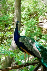 Naklejka premium Pfau zwischen Bäumen im natürlichen Lebensraum