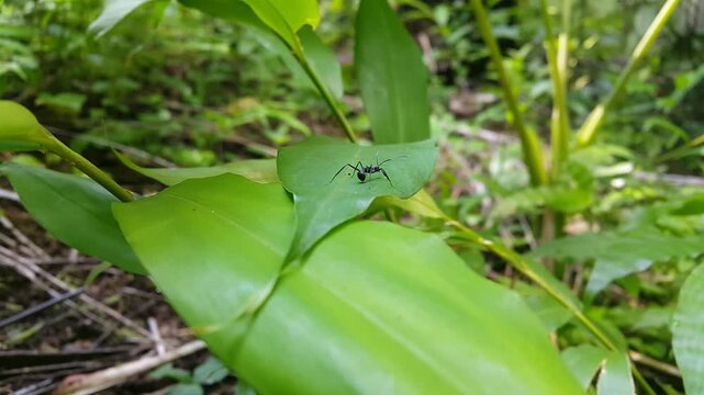 Black ants (polyrhachis) resting on leaves. 4k footage. Perfect for documentaries about tropical rainforests and World Nature Conservation Day on July 28th.
Polyrhachis armata, armed spiny ant