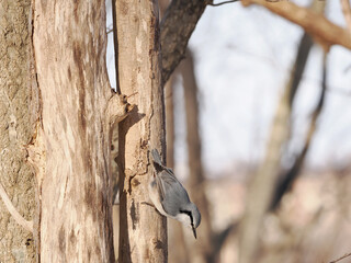 食べ物を探すエゾゴジュウカラ