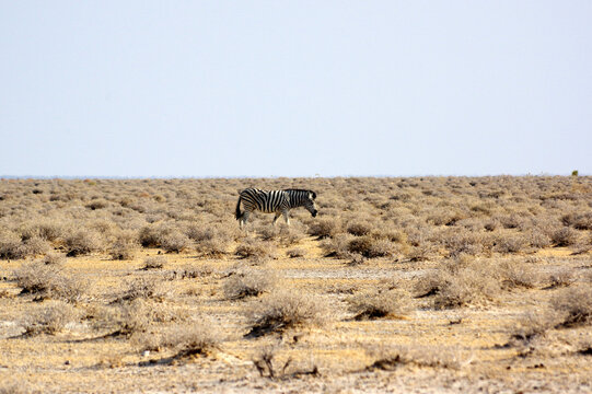 Z&egrave;bre dans le parc national d'Etosha en Namibie