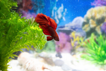 Betta fighting fish. Siamese fight fish in aquarium. Crowntail Betta Splendens