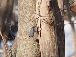 食べ物を探すエゾゴジュウカラ