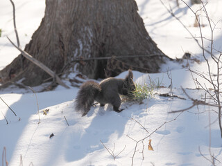 食べ物探しに忙しいエゾリス