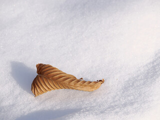 雪の上に落ちた枯れ葉