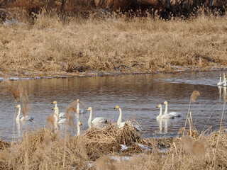 沼に浮かぶオオハクチョウ