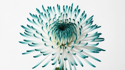 Elegant White Spider Mum Flower with Teal Blue Tips Isolated on White Background Botanical Art