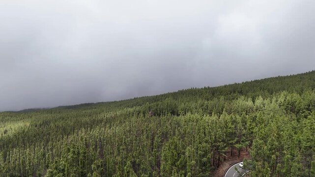 foret de pins et sapins sur les pentes du volcan Teide &agrave; Tenerife, canaries, Espagne