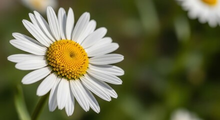 Obraz premium Close up view captures the delicate structure of a white petal flower with a bright yellow center