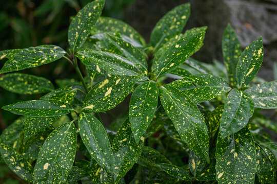 Beautiful green leaves with yellow spots from the Japanese aucuba shrub.

