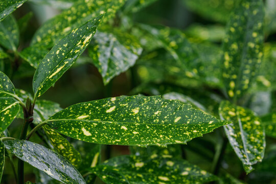 Beautiful green leaves with yellow spots from the Japanese aucuba shrub.
