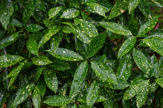 Beautiful green leaves with yellow spots from the Japanese aucuba shrub.

