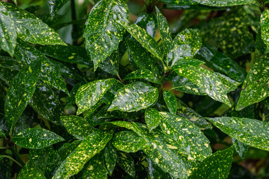 Beautiful green leaves with yellow spots from the Japanese aucuba shrub.

