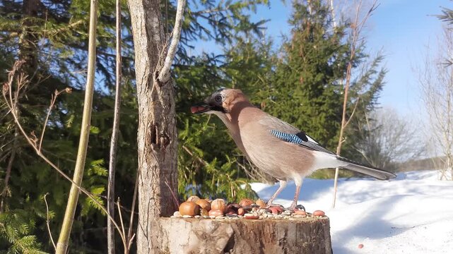 A jay in a winter forest at a natural feeding place on a sunny day.