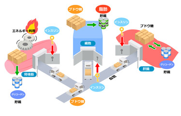ブドウ糖とインスリンの役割