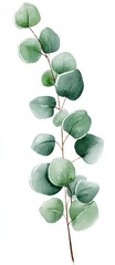Eucalyptus branch