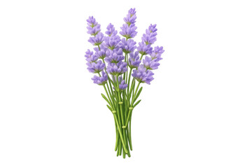 Fototapeta premium Lavender flower bouquet bundle for aromatherapy, relaxation, essential oil, and natural cosmetic concepts