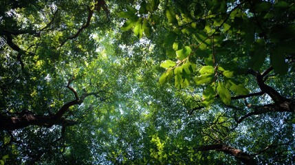 Fototapeta premium Vibrant Green Forest Canopy Bathed in Sunlight, Looking Up Through Lush Tree Leaves