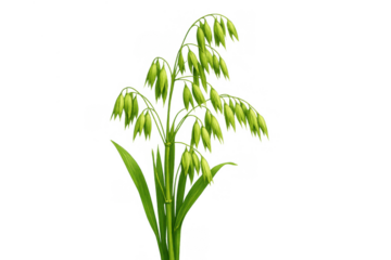 Green oat plant growing with unripe spikelets providing agricultural crop, healthy nutrition, and gluten-free food, transparent background