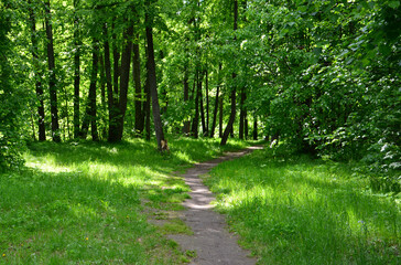 Fototapeta premium Serene Woodland with an empty Path with Dappled Light