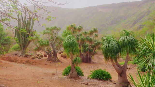Footage of the Koko Crater Botanical Garden in Honolulu, Oahu, Hawaii. The 60-acre garden, nestled inside a volcanic tuff cone, features a unique and diverse collection of rare and endangered dryland 