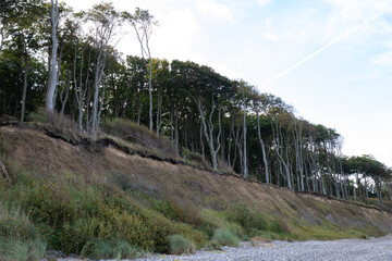 Gespensterwald Nienhagen, Baltic Sea, Germany
