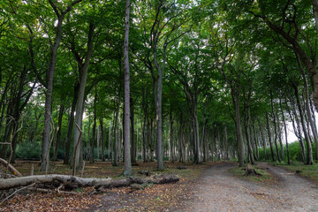 Gespensterwald Nienhagen, Baltic Sea, Germany