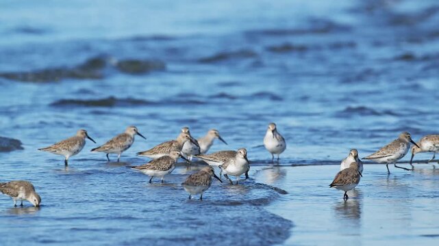 波打ち際で採餌するハマシギの群れ