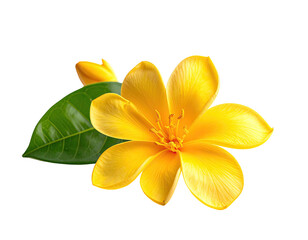 Fototapeta premium A vibrant yellow flower with lush petals, buds, and a single glossy green leaf